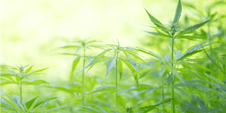 Preview image for cbd-regenerative-skin-care