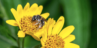 Preview image for five-uses-for-arnica-healing-cream