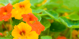 Preview image for nasturtium-the-importance-of-oxygen-in-the-skin
